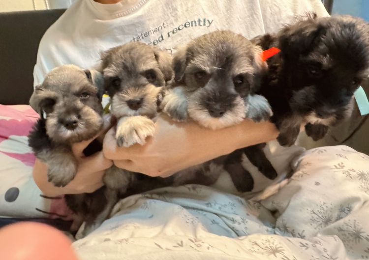 ชเนาเซอร์เด็กผู้ชาย สีดำ สีเทา หล่อยกแก็งค์เลยค่าา พร้อมรับหลังปีใหม่ไปแล้วนะคะ รูปที่ 3