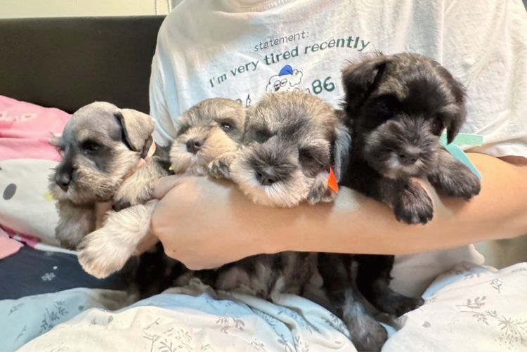 ชเนาเซอร์เด็กผู้ชาย สีดำ สีเทา หล่อยกแก็งค์เลยค่าา พร้อมรับหลังปีใหม่ไปแล้วนะคะ รูปที่ 9