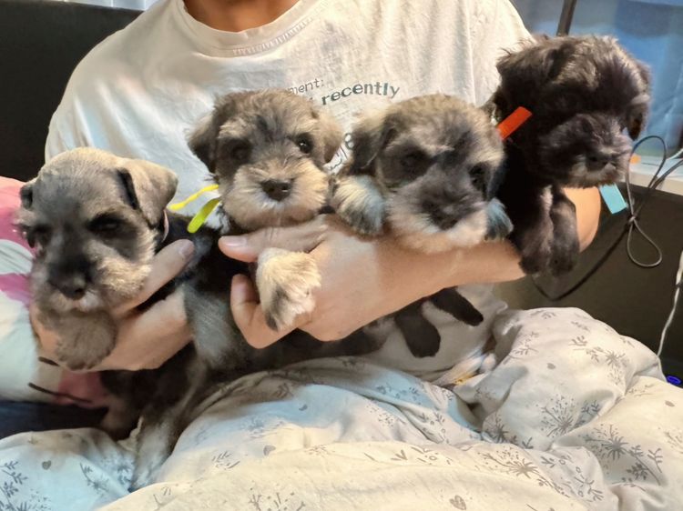 ชเนาเซอร์เด็กผู้ชาย สีดำ สีเทา หล่อยกแก็งค์เลยค่าา พร้อมรับหลังปีใหม่ไปแล้วนะคะ รูปที่ 5