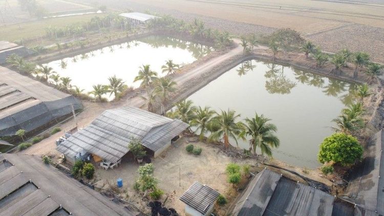 ขายที่ดิน พร้อมโรงเรือนกล้วยไม้ 43ไร่2งาน กำแพงแสน นครปฐม รูปที่ 4