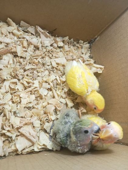 ลูกป้อนเลิฟเบิร์ดไม่ขอบตา3พี่น้องเหมาๆ1400ยาท รูปที่ 5