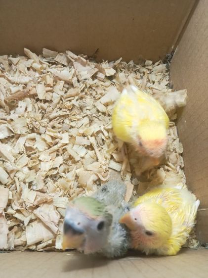 ลูกป้อนเลิฟเบิร์ดไม่ขอบตา3พี่น้องเหมาๆ1400ยาท รูปที่ 4