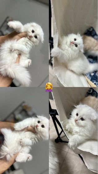 แมวสก็อตติชแท้