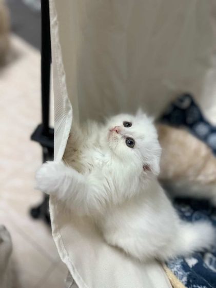 แมวสก็อตติชแท้ รูปที่ 2