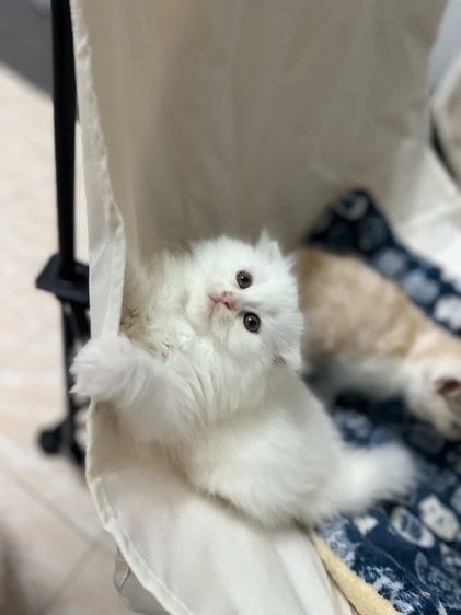 แมวสก็อตติชแท้ รูปที่ 7