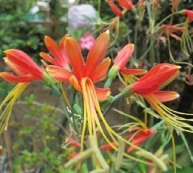 ว่านมหาลาภ