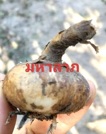 ว่านมหาลาภ รูปที่ 2