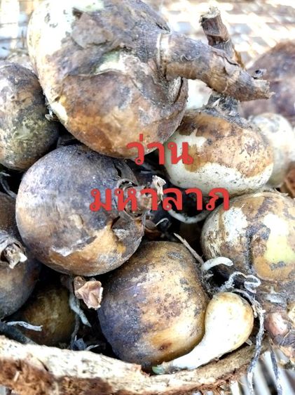 ว่านมหาลาภ รูปที่ 4