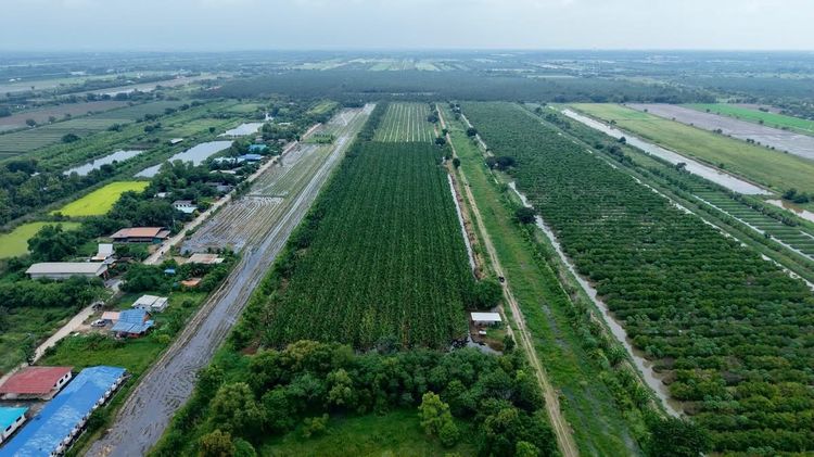 ชอบแปลงไหนเลือกเอา ไร่ละล้าน คลอง11 หนองเสือ รูปที่ 3