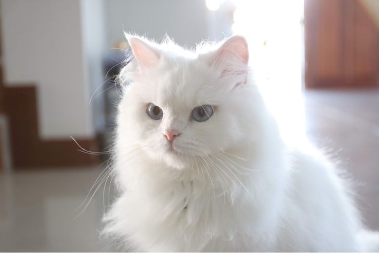 เปอร์เซีย (Persian) (หาคนเลี้ยงต่อ) เปอร์เซียหน้าตุ๊กตา อายุ7ขวบ
