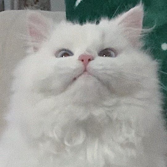 (หาคนเลี้ยงต่อ) เปอร์เซียหน้าตุ๊กตา อายุ7ขวบ รูปที่ 6