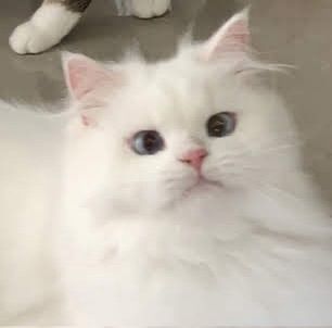 (หาคนเลี้ยงต่อ) เปอร์เซียหน้าตุ๊กตา อายุ7ขวบ รูปที่ 11