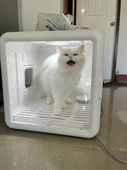 (หาคนเลี้ยงต่อ) เปอร์เซียหน้าตุ๊กตา อายุ7ขวบ รูปที่ 9