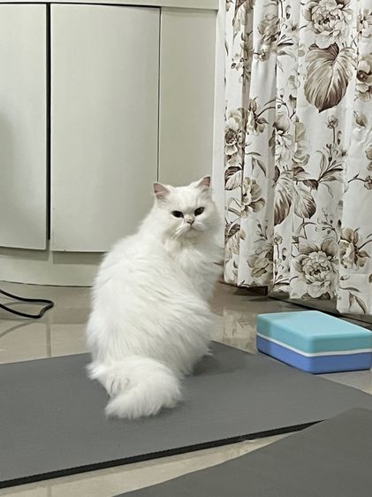 (หาคนเลี้ยงต่อ) เปอร์เซียหน้าตุ๊กตา อายุ7ขวบ รูปที่ 13