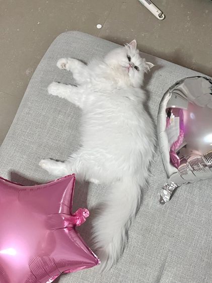 (หาคนเลี้ยงต่อ) เปอร์เซียหน้าตุ๊กตา อายุ7ขวบ รูปที่ 3