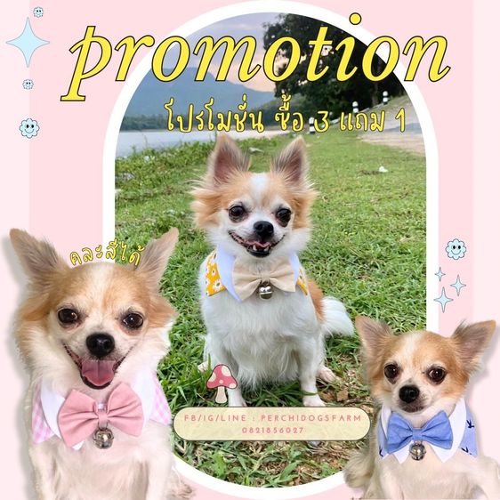 หมาปลอกคอหมา  3เเถม1 คละเเบบได้ 