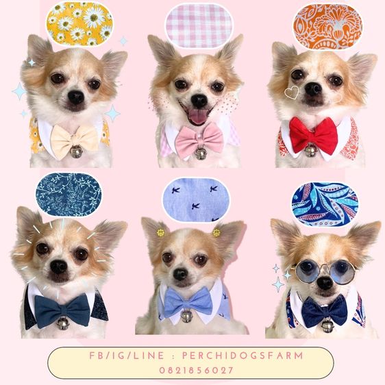 หมาปลอกคอหมา  3เเถม1 คละเเบบได้  รูปที่ 2