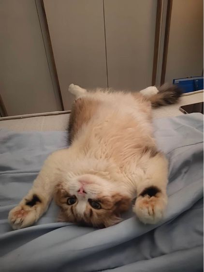 แมว สก็อตติช รูปที่ 3