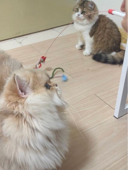 แมว สก็อตติช รูปที่ 2