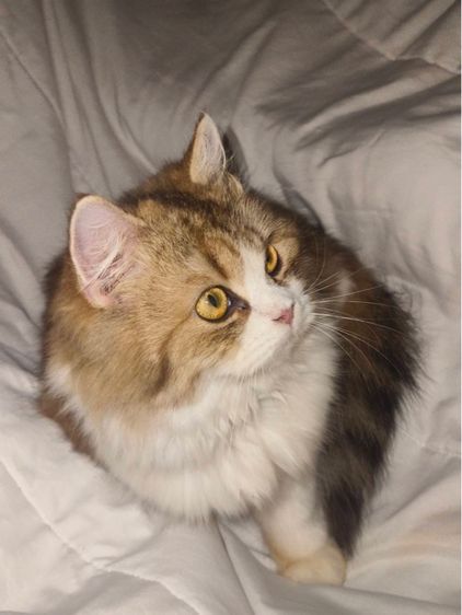 สก็อตติช โฟลด์ (Scottish Fold) แมว สก็อตติช