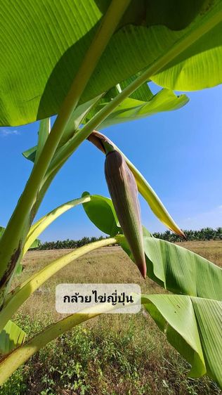 ไม่ใช่ ร้อนเงินเจ้าของขายเองสวนผสมติดถนนลาดยางใกล้เซเว่นป่ารกฟ้า อ.ป่าซาง จ.ลำพูน รูปที่ 3