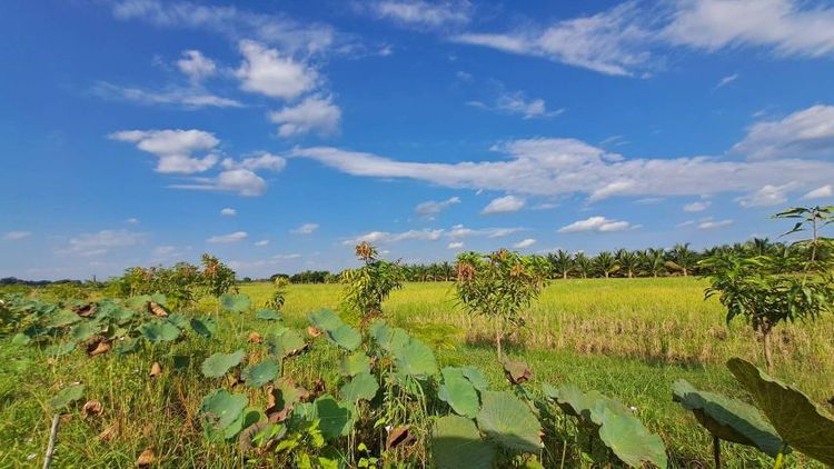 ไม่ใช่ ร้อนเงินเจ้าของขายเองสวนผสมติดถนนลาดยางใกล้เซเว่นป่ารกฟ้า อ.ป่าซาง จ.ลำพูน รูปที่ 2