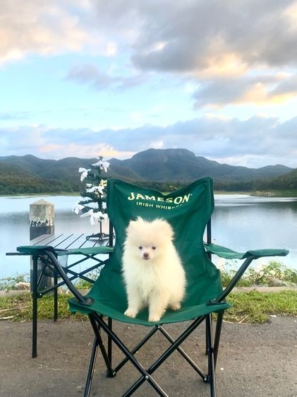 หมา ปอม  รูปที่ 10