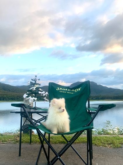 หมา ปอม  รูปที่ 11