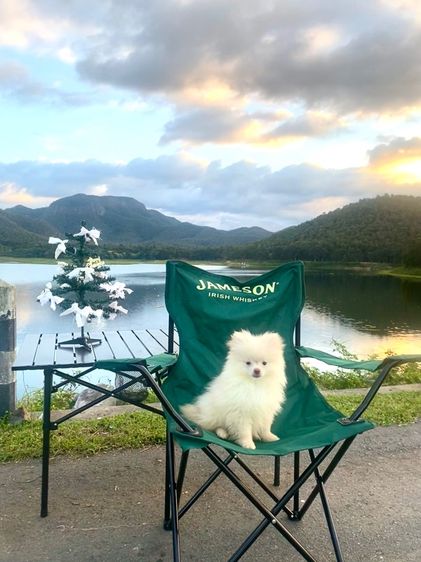 หมา ปอม  รูปที่ 3