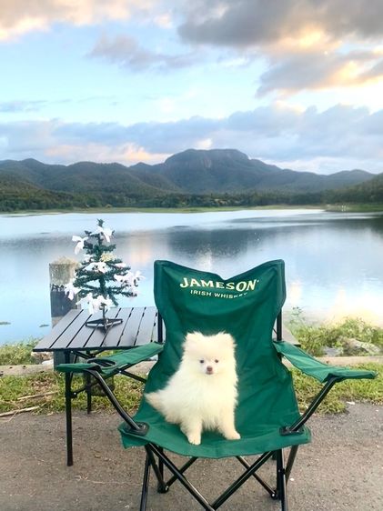 หมา ปอม  รูปที่ 9