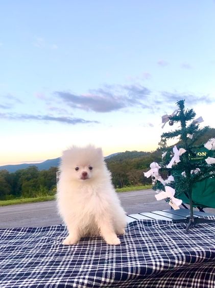 หมา ปอม  รูปที่ 6