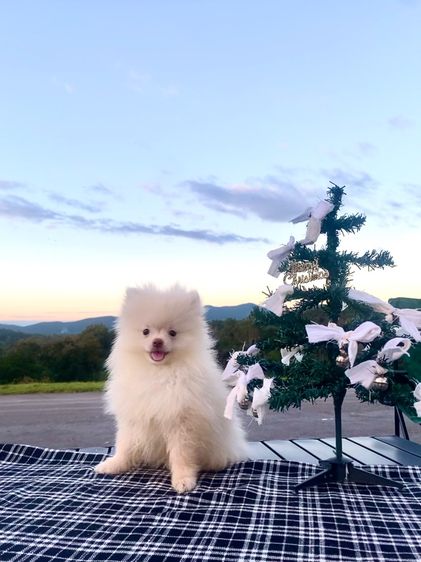 หมา ปอม  รูปที่ 7