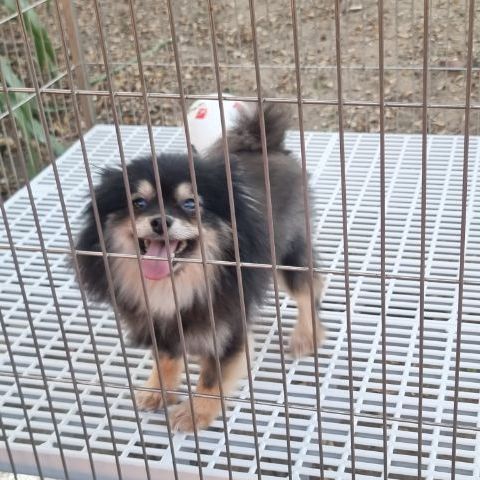 หาบ้านให้น้อง (ฟรีค่ะ) รูปที่ 5