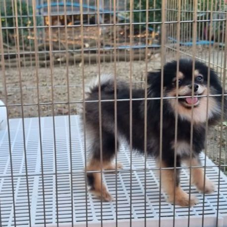 ปอมเมอเรเนียน (Pomeranian) เล็ก หาบ้านให้น้อง (ฟรีค่ะ)
