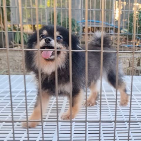 หาบ้านให้น้อง (ฟรีค่ะ) รูปที่ 2