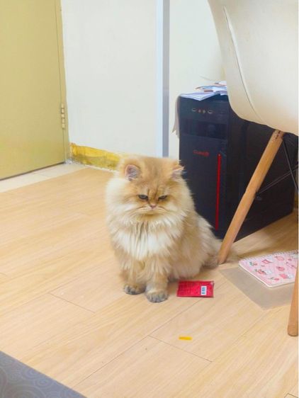 สก็อตติช โฟลด์ (Scottish Fold) แมว สก็อตติช บริติช 