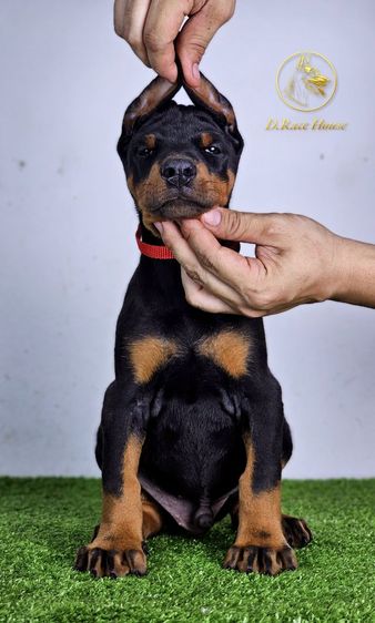 โดเบอร์แมน (Doberman) กลาง ลูกสุนัขโดเบอร์แมน พร้อมตัดหู
