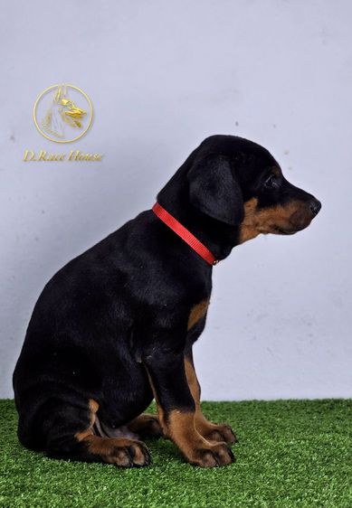 ลูกสุนัขโดเบอร์แมน พร้อมตัดหู รูปที่ 4