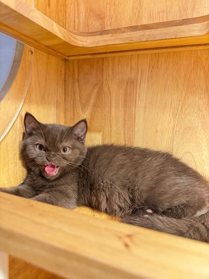 บริติช ช๊อตแฮร์ รูปที่ 2