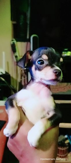 ชิวาว่า(แท้) อายุ 2 เดือนกว่า.ช.2 ญ.1 สีช็อค-ขาวดำ รูปที่ 7