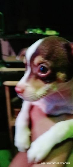 ชิวาว่า(แท้) อายุ 2 เดือนกว่า.ช.2 ญ.1 สีช็อค-ขาวดำ รูปที่ 4