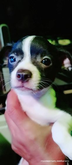 ชิวาว่า(แท้) อายุ 2 เดือนกว่า.ช.2 ญ.1 สีช็อค-ขาวดำ รูปที่ 10