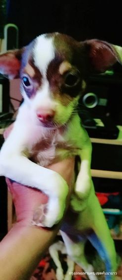 ชิวาว่า(แท้) อายุ 2 เดือนกว่า.ช.2 ญ.1 สีช็อค-ขาวดำ รูปที่ 16