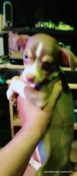 ชิวาว่า(แท้) อายุ 2 เดือนกว่า.ช.2 ญ.1 สีช็อค-ขาวดำ รูปที่ 2