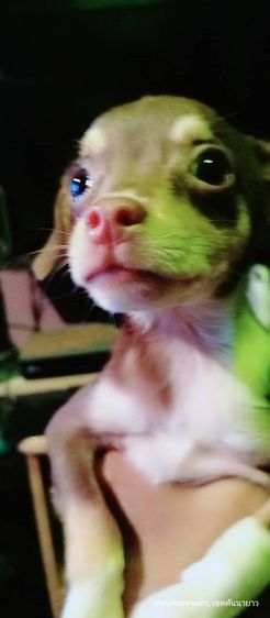 ชิวาว่า(แท้) อายุ 2 เดือนกว่า.ช.2 ญ.1 สีช็อค-ขาวดำ รูปที่ 6