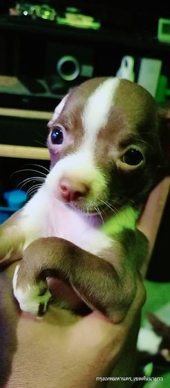 ชิวาวา (Chihuahua) เล็ก ชิวาว่า(แท้) อายุ 2 เดือนกว่า.ช.2 ญ.1 สีช็อค-ขาวดำ