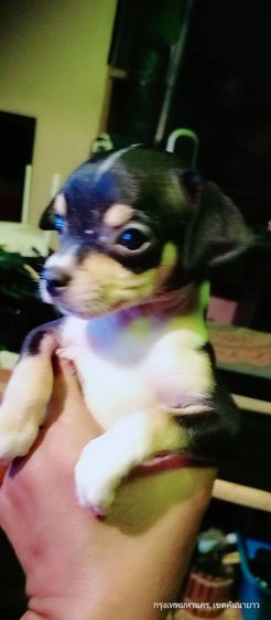 ชิวาว่า(แท้) อายุ 2 เดือนกว่า.ช.2 ญ.1 สีช็อค-ขาวดำ รูปที่ 9