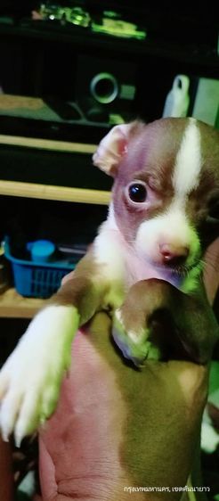 ชิวาว่า(แท้) อายุ 2 เดือนกว่า.ช.2 ญ.1 สีช็อค-ขาวดำ รูปที่ 17