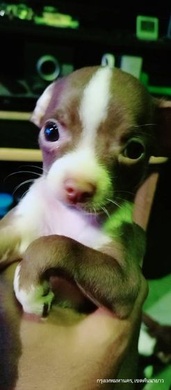 ชิวาว่า(แท้) อายุ 2 เดือนกว่า.ช.2 ญ.1 สีช็อค-ขาวดำ รูปที่ 8