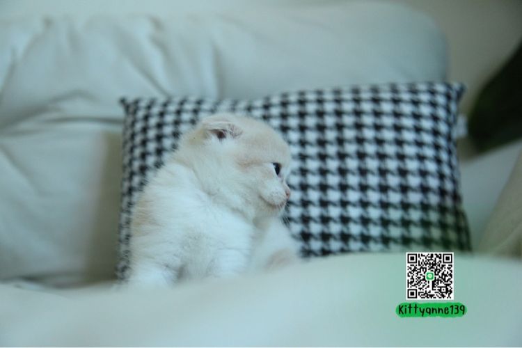 แมวสก็อตติชโฟลด์แท้ รูปที่ 12